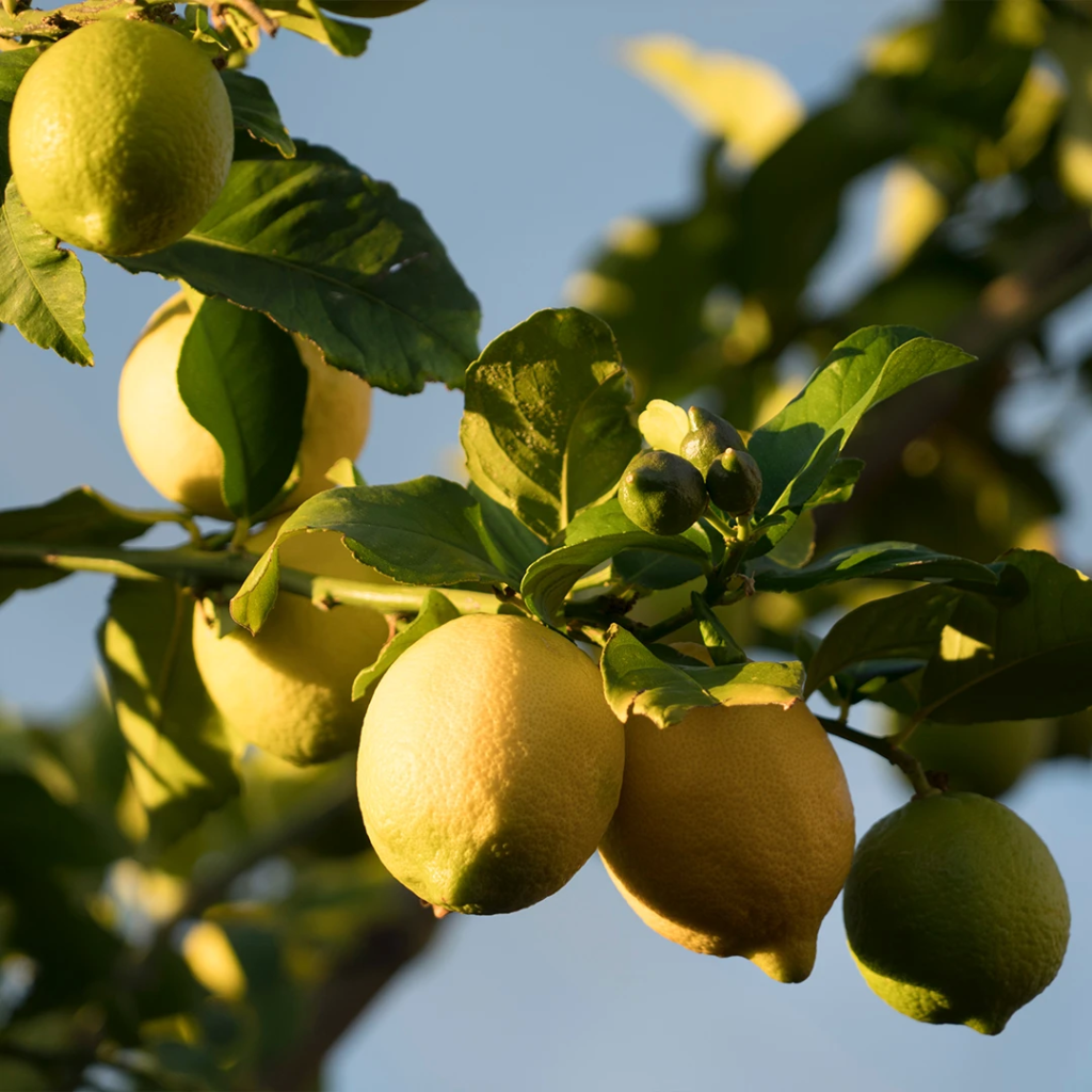 Read more about the article 5 Lemon pasta for this summer!